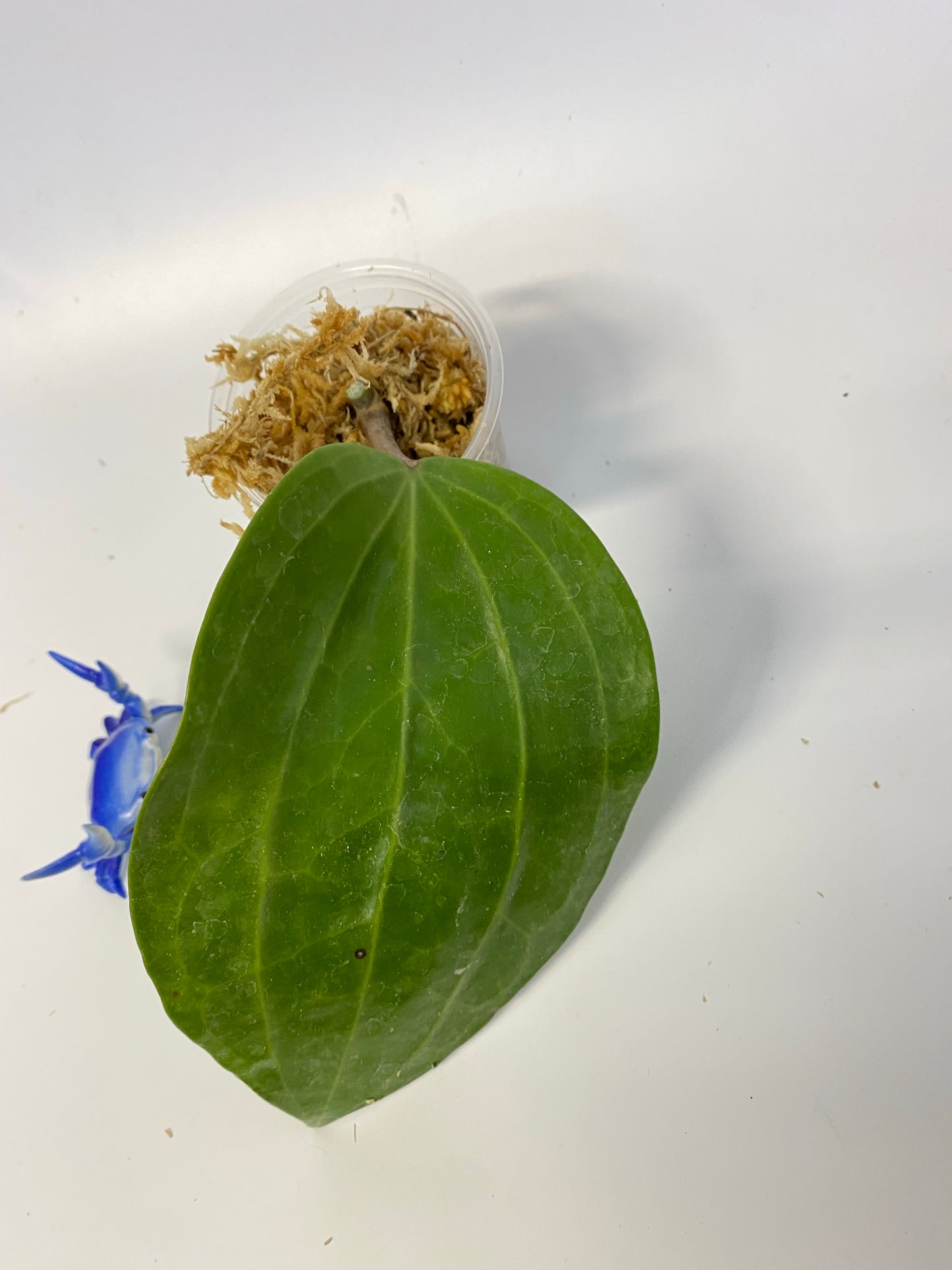 Hoya Latifolia - starting to root