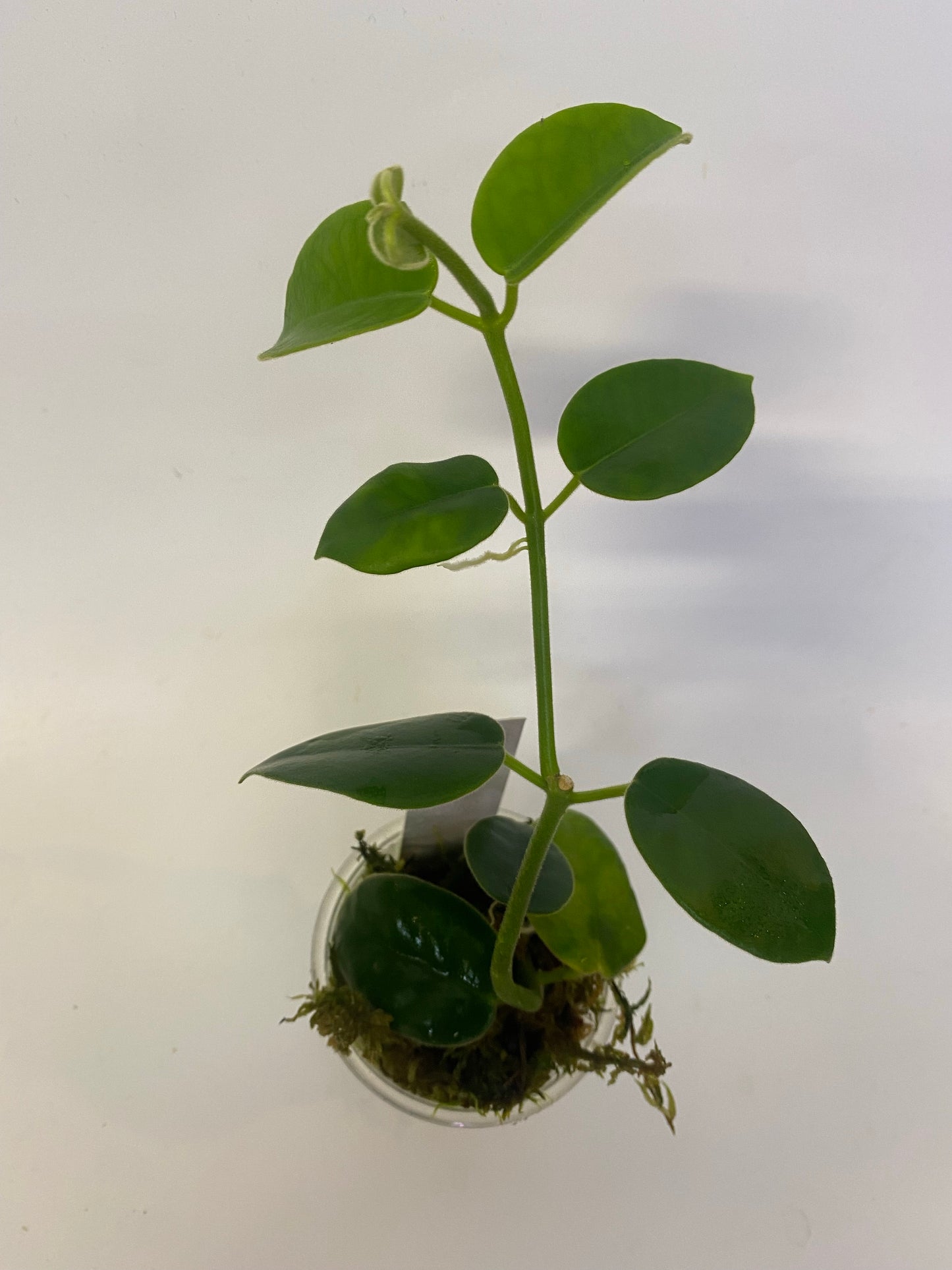 Hoya gigas - has large flowers - has some roots