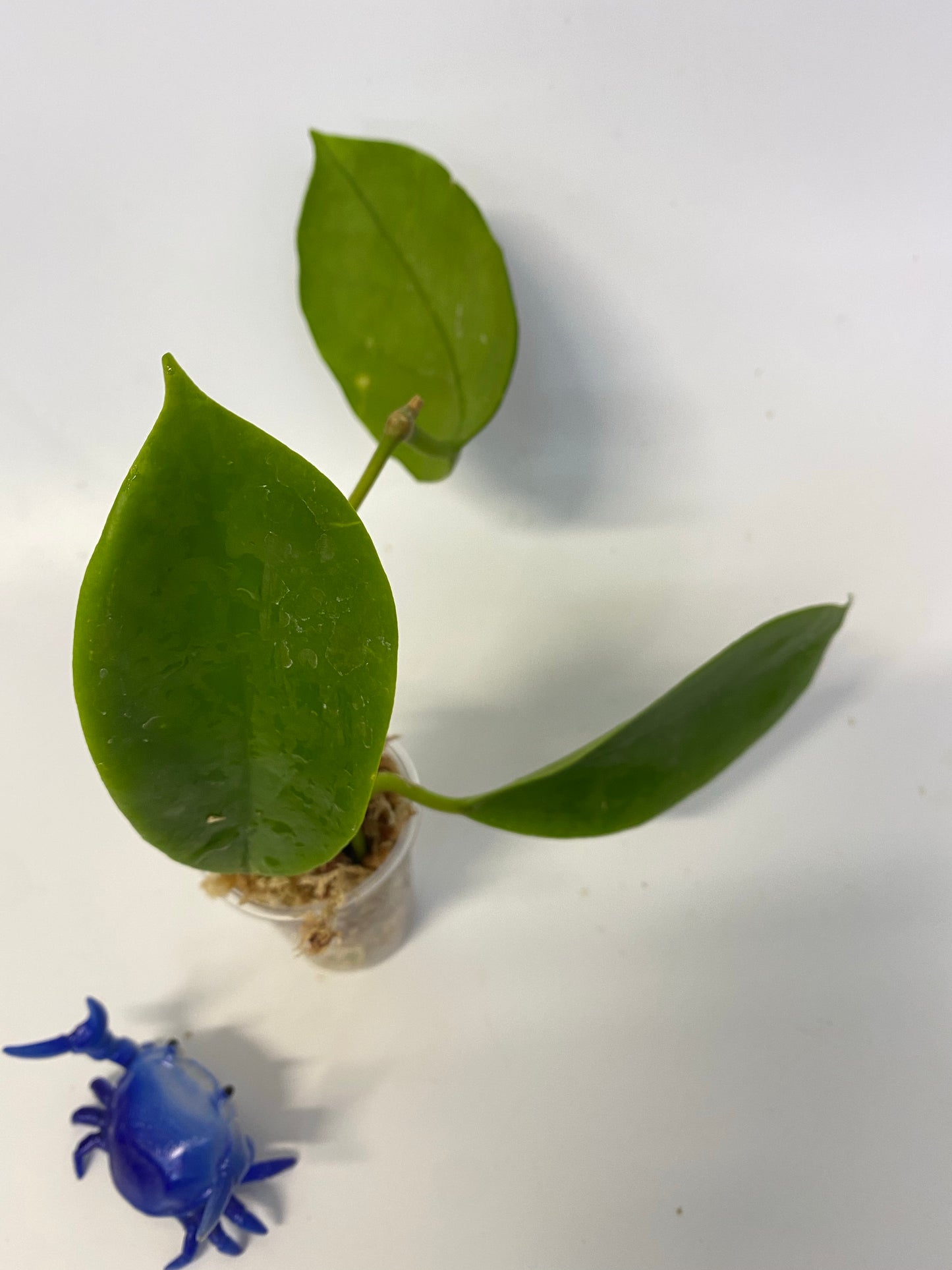 Hoya incrassata - has some roots