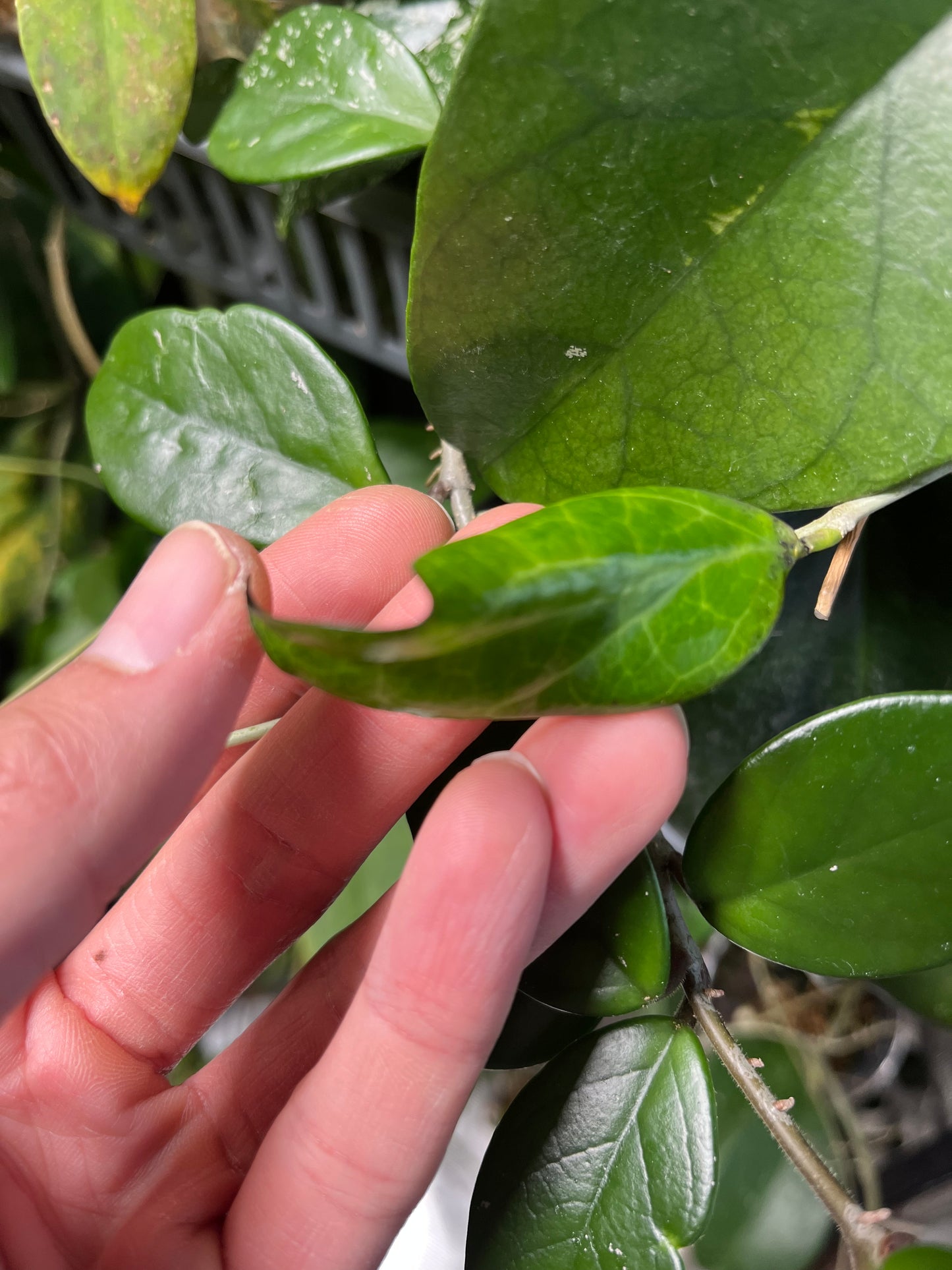 Hoya ‘Paula’ - GN-01 - fresh cutting 1 node