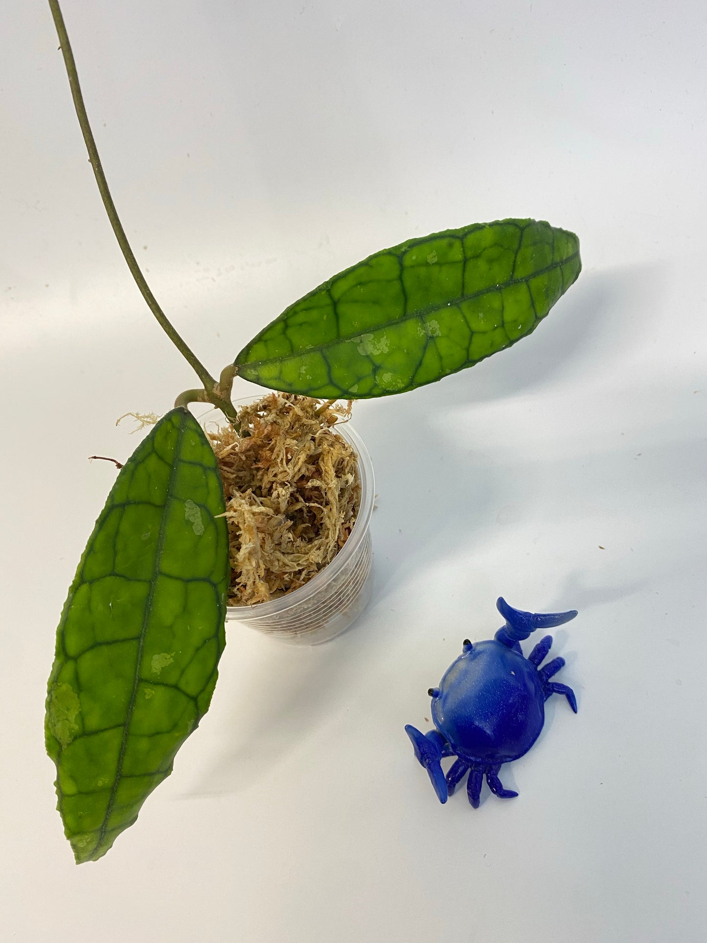 Hoya finlaysonii long leaf - starting to root