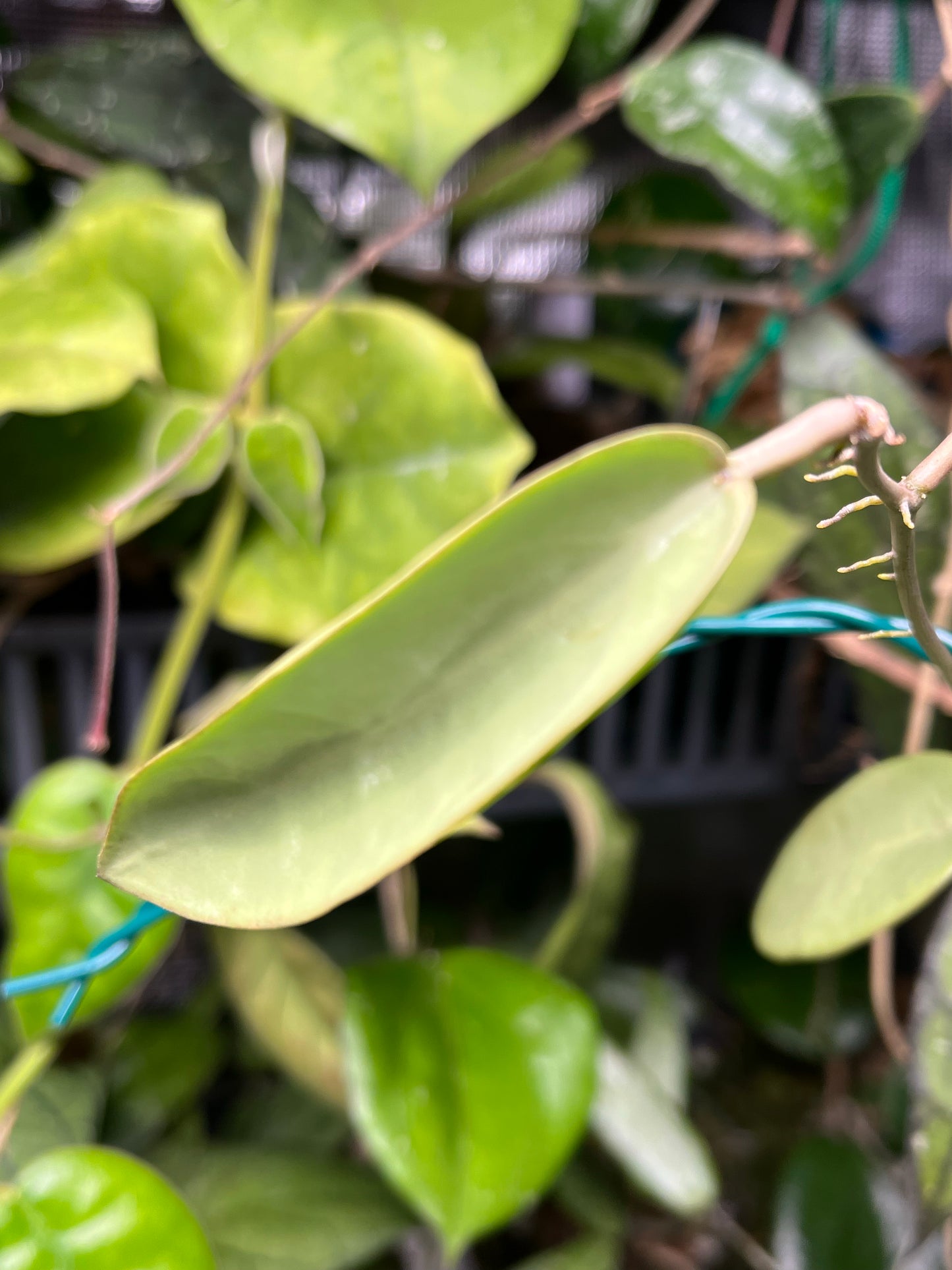 Hoya silver dollar - fresh cutting 1 node - Unrooted