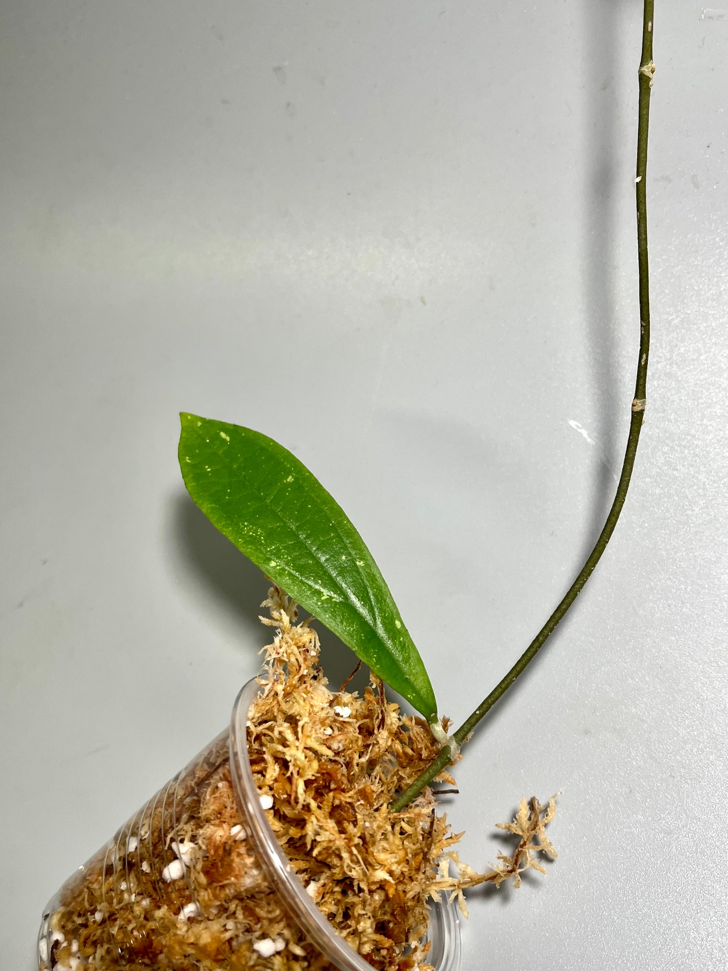 Hoya rigidifolia - Unrooted