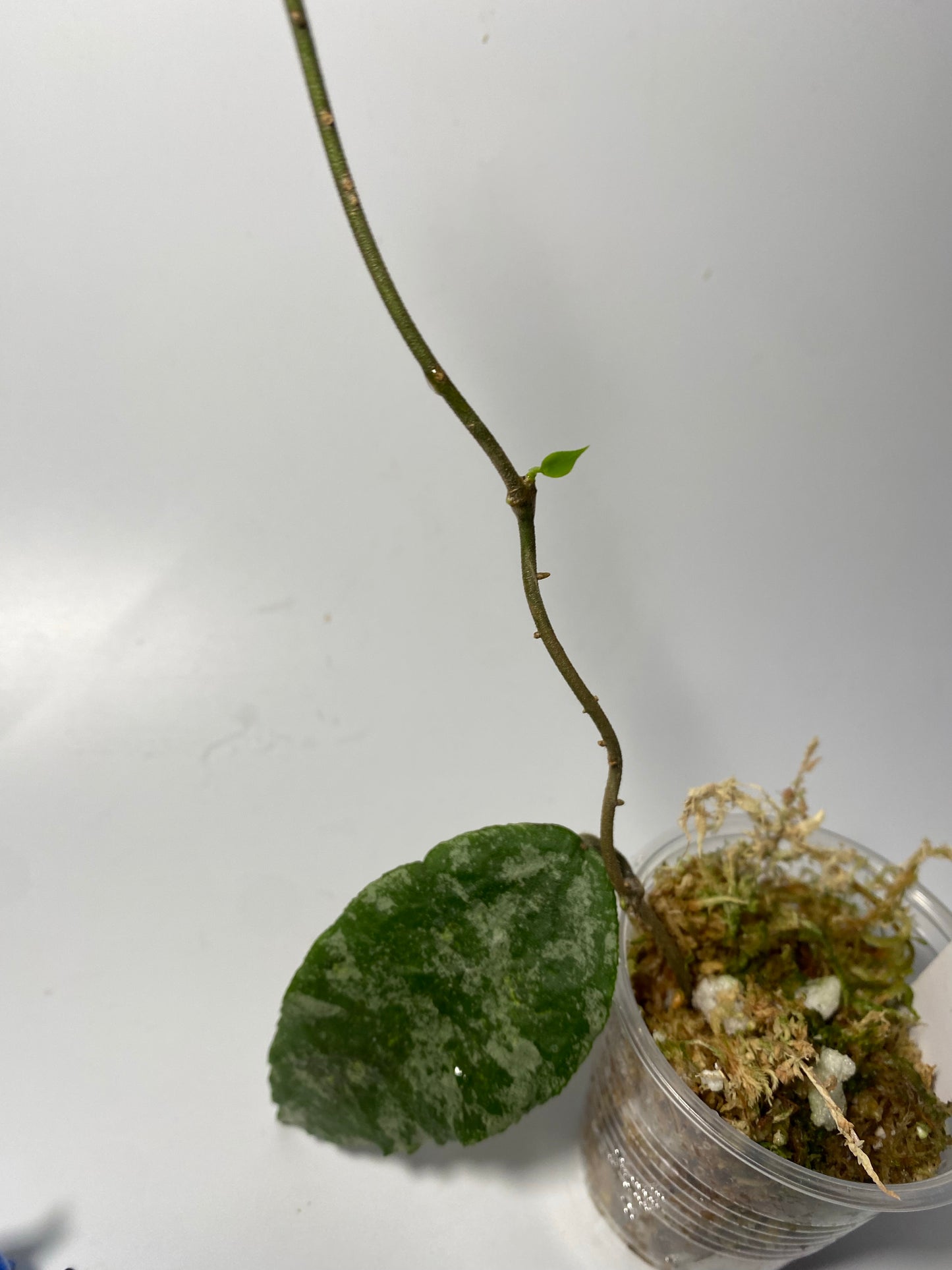 Hoya caudata gold - just starting to root