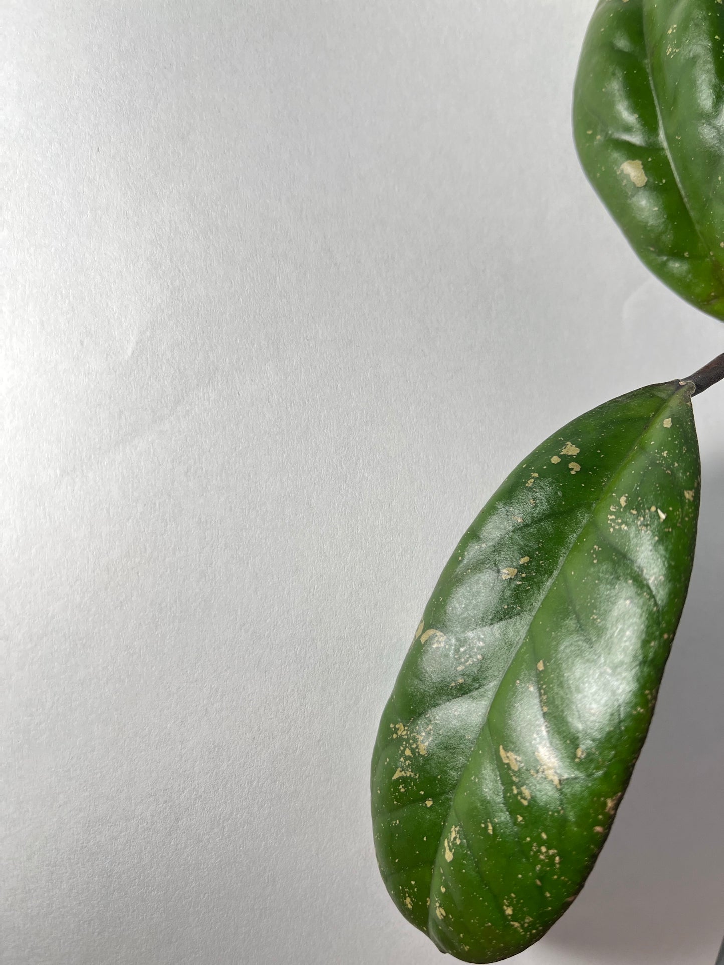 Hoya leoensis (viola x fuscomarginata) - 2 node, 2 leaves - Unrooted