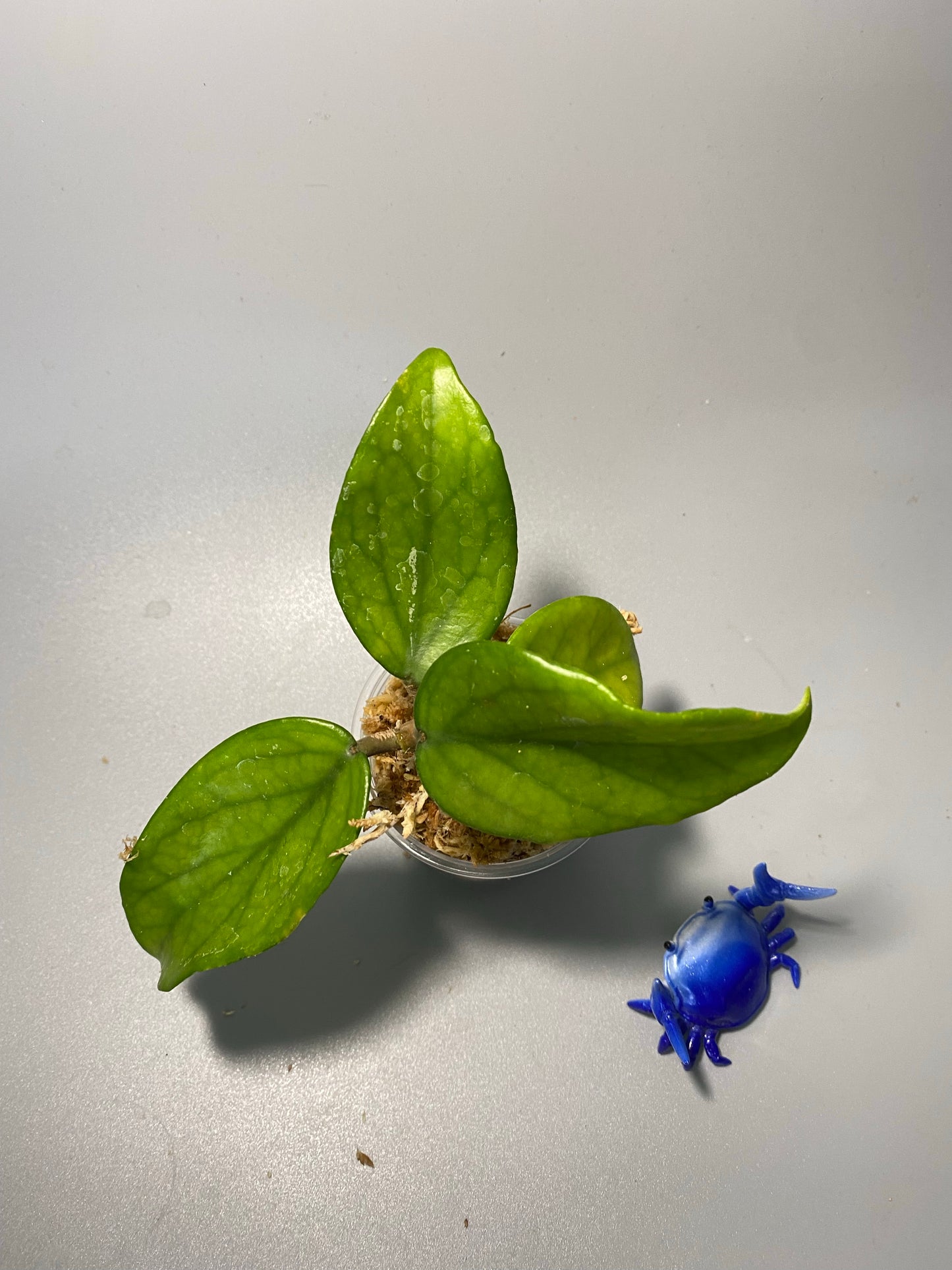 Hoya carnosa wat doi tung - unrooted