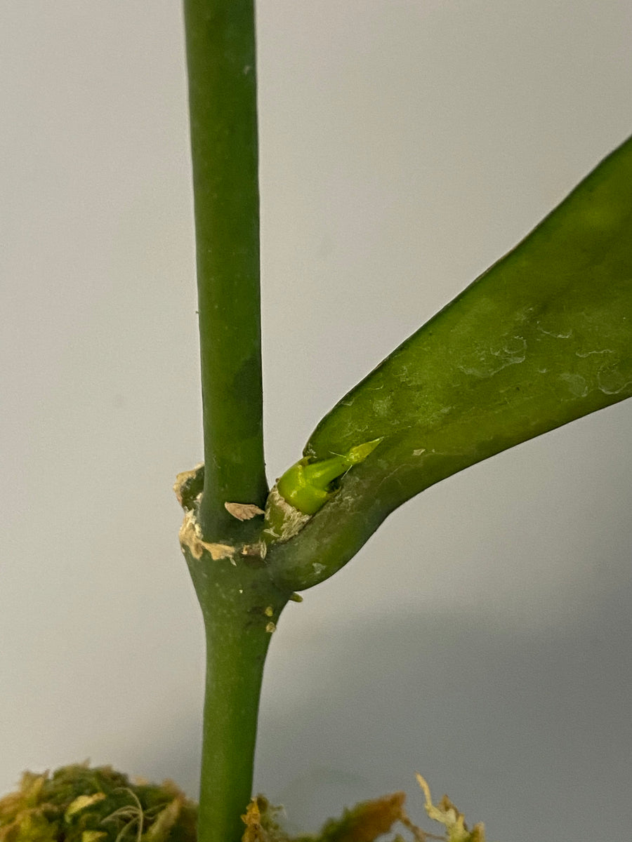 Hoya lobbii - new growth – Plants Wake You Up